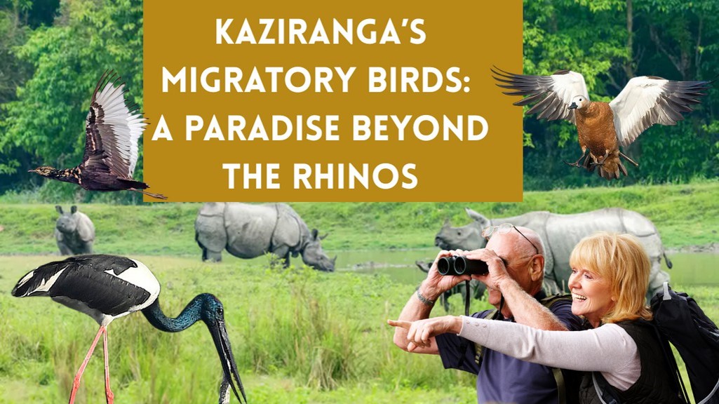 Kaziranga in Flight: Exploring the Park’s Migratory Birds
