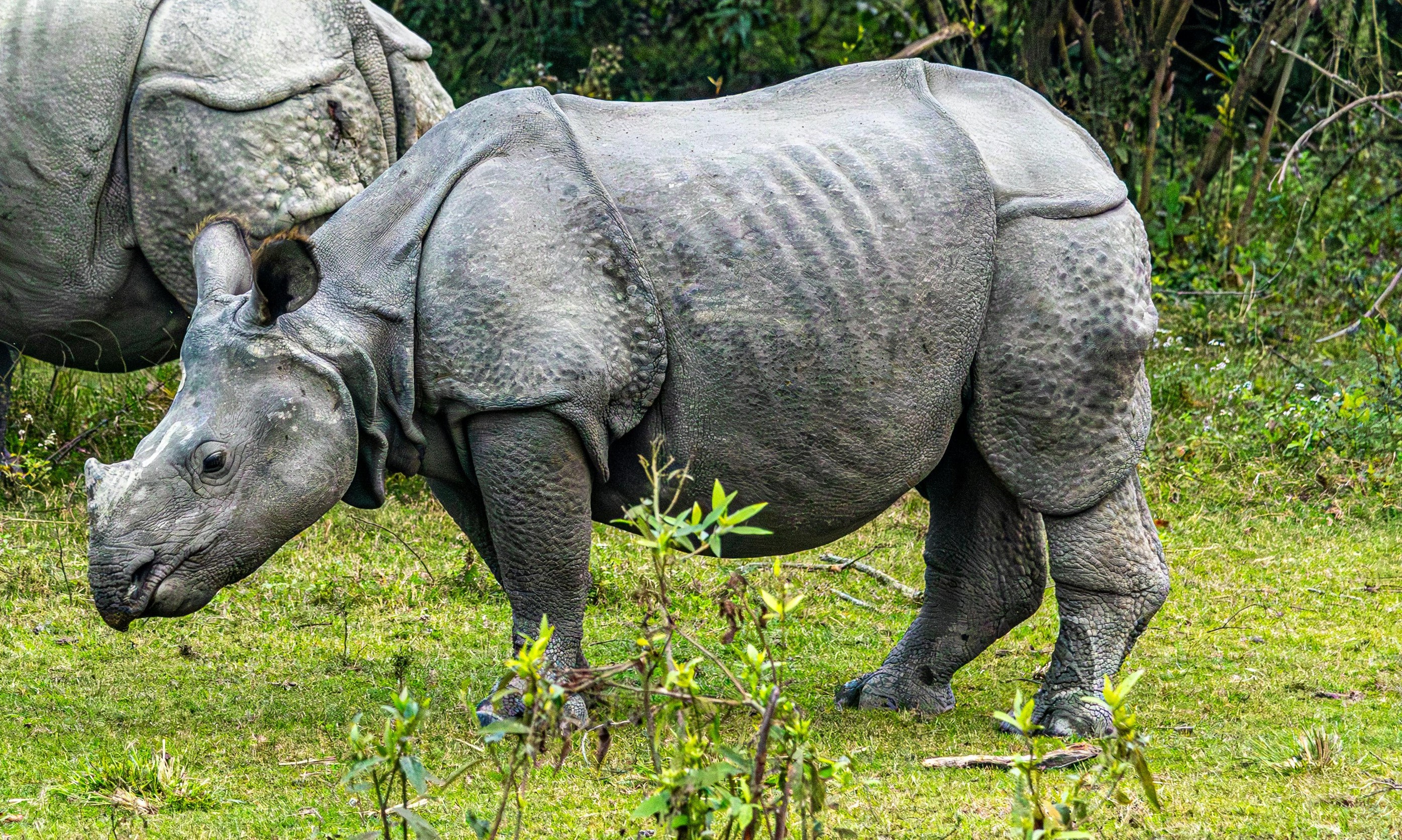 Assam’s One-Horned Rhino