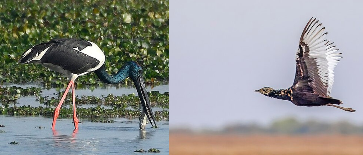 Kaziranga in Flight: Exploring the Park’s Migratory Birds