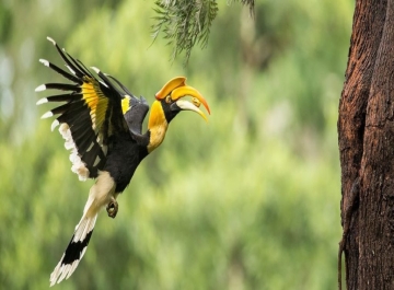 Bird Watching Trips North East India