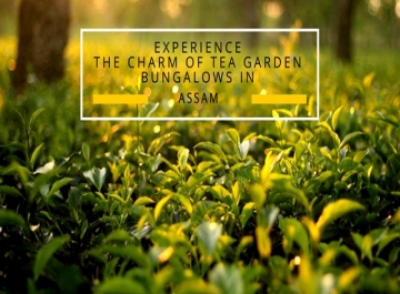 Experience the Charm of Tea Garden Bungalows in Assam