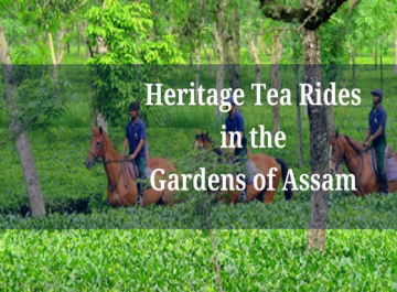 Heritage Tea Rides in the Gardens of Assam