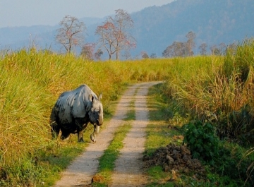 Kaziranga National Park Assam, Tour Package for Kaziranga National Park