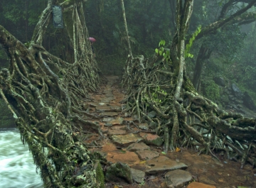 Living root bridge of Meghalaya - A natural wonder