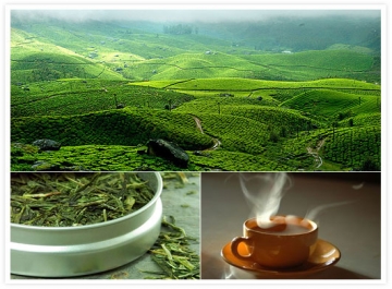 The Romance of Tea Gardens in Assam