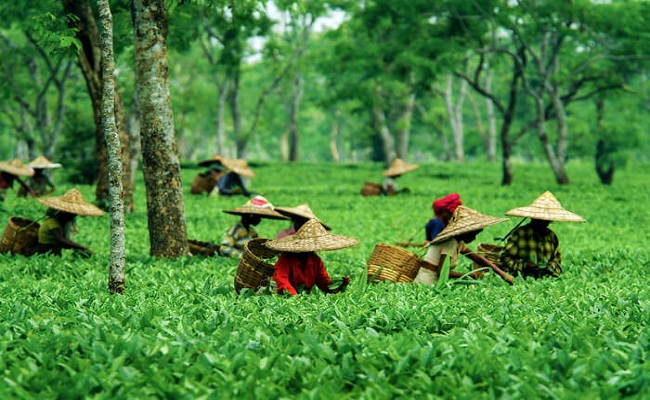 Tea Tourism in India