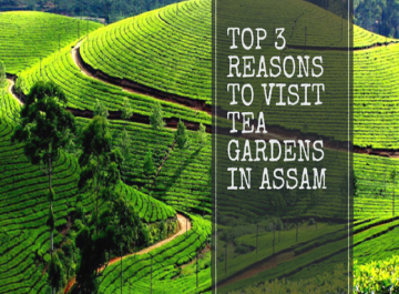 Top 3 Reasons to Visit Tea Gardens in Assam