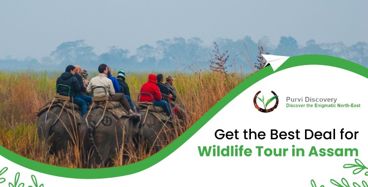 write about wildlife tourism in assam