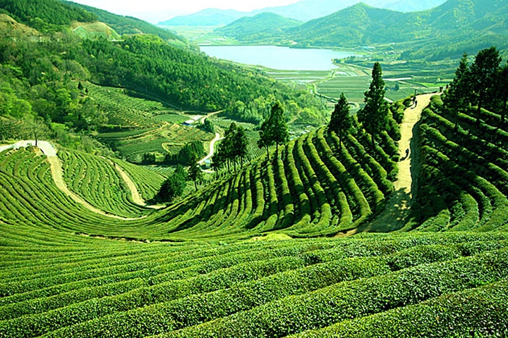 tea tourism in assam