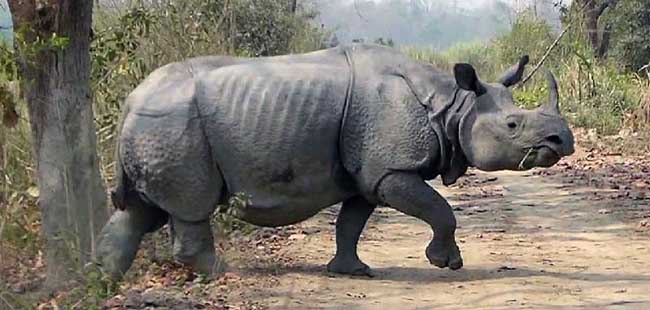 Manas national park in Assam, Manas wildlife sanctuary in Assam Manas national park in Assam, Manas wildlife sanctuary in Assam