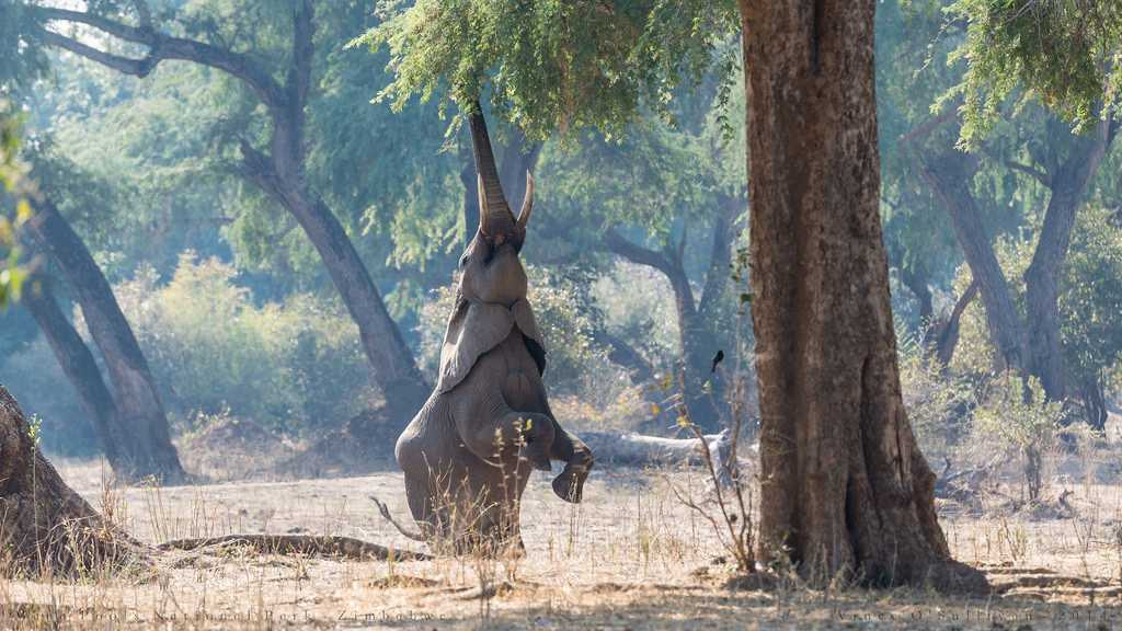 Manas national park in Assam, Manas wildlife sanctuary in Assam Manas national park in Assam, Manas wildlife sanctuary in Assam