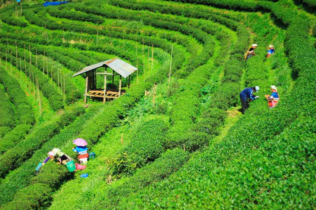 tea tourism in assam